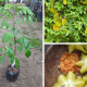 Cây khế chua siêu trái dễ trồng tốc độ sinh trưởng nhanh